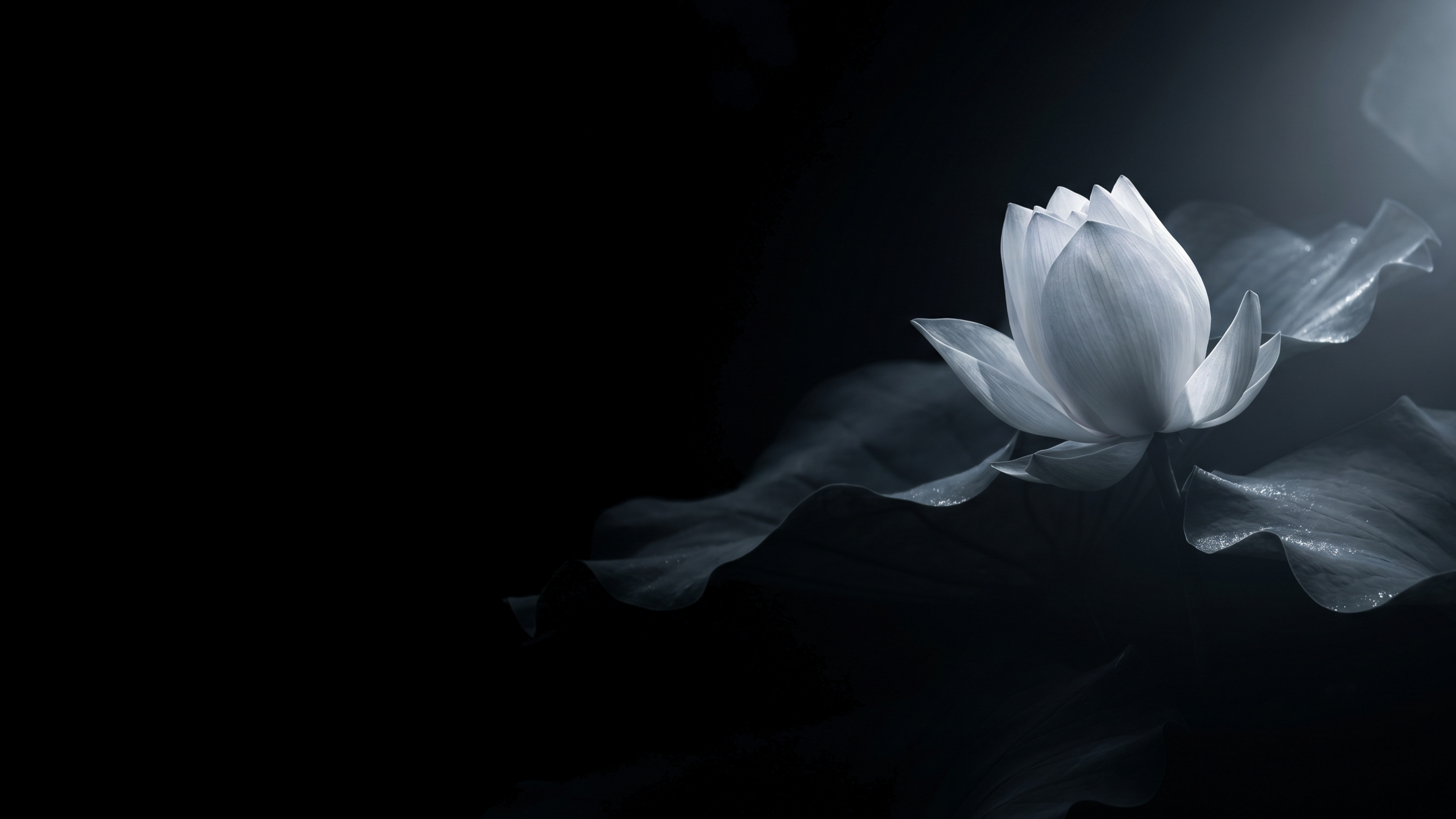 White Lotus Illuminated By Moonlight 2